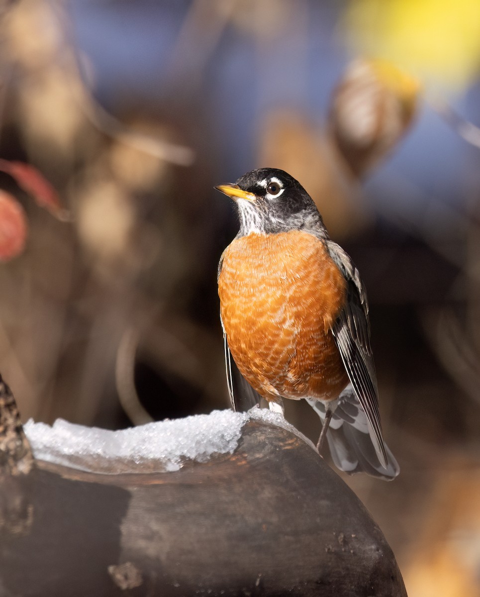 American Robin - ML645666556
