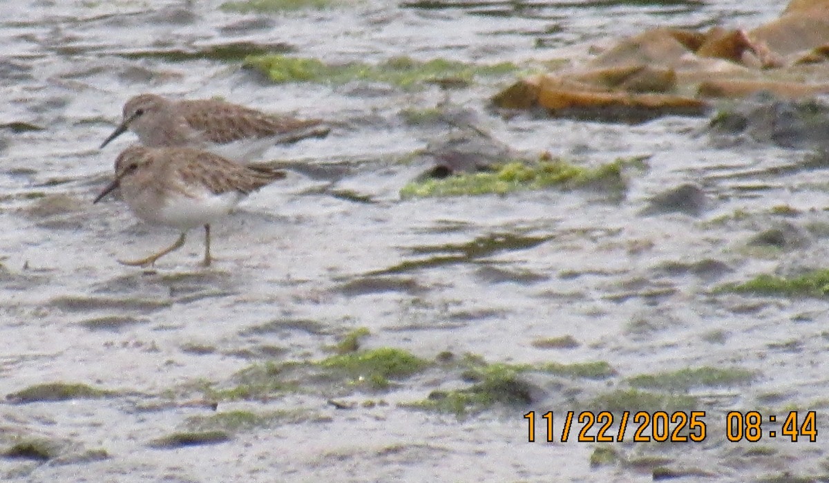 Least Sandpiper - ML645666564