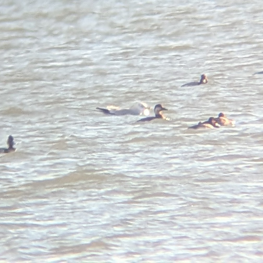 turpan žlutozobý - ML645666567