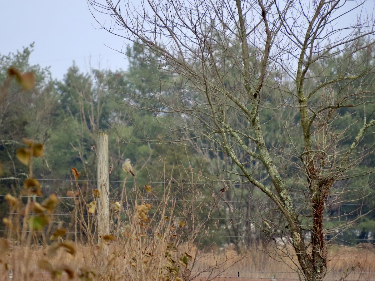Western Kingbird - ML645666569