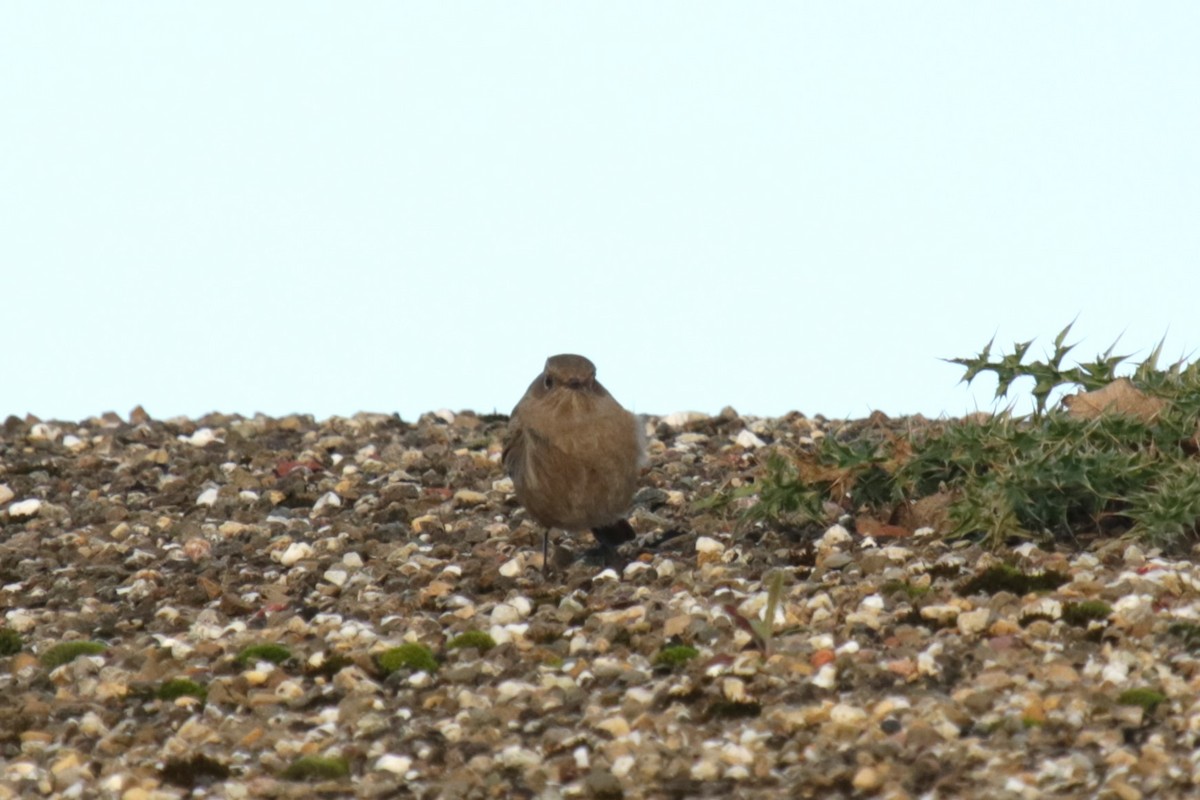 Black Redstart - ML645666571