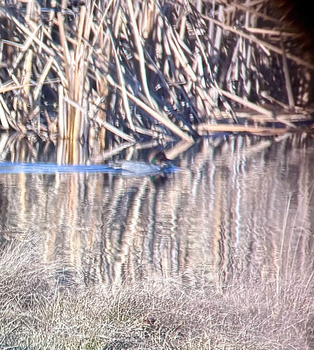 Alzavola - ML645666577