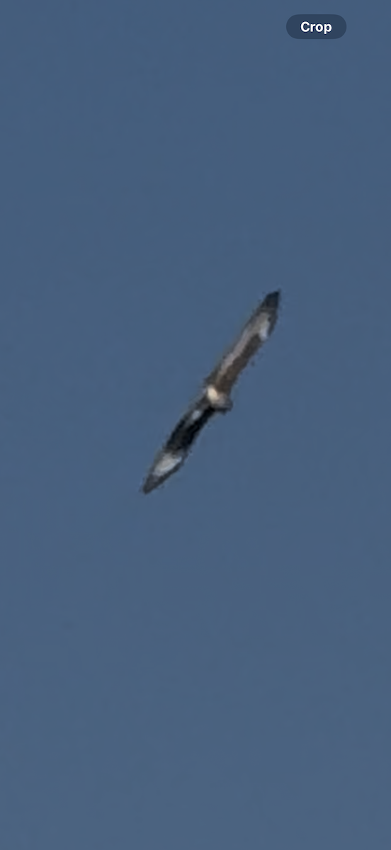 Snail Kite - ML645666582