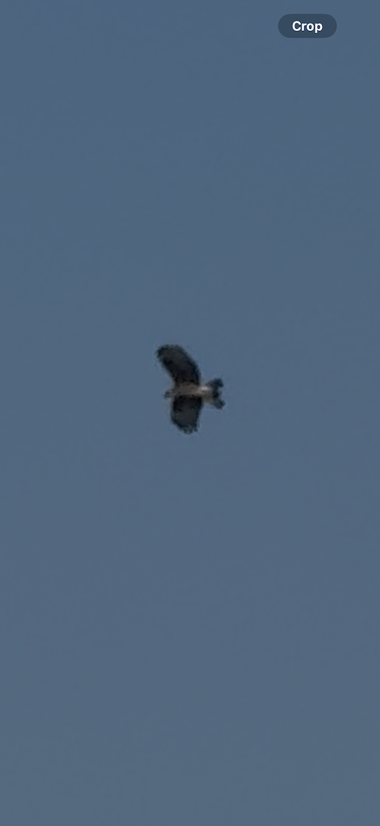 Snail Kite - ML645666584