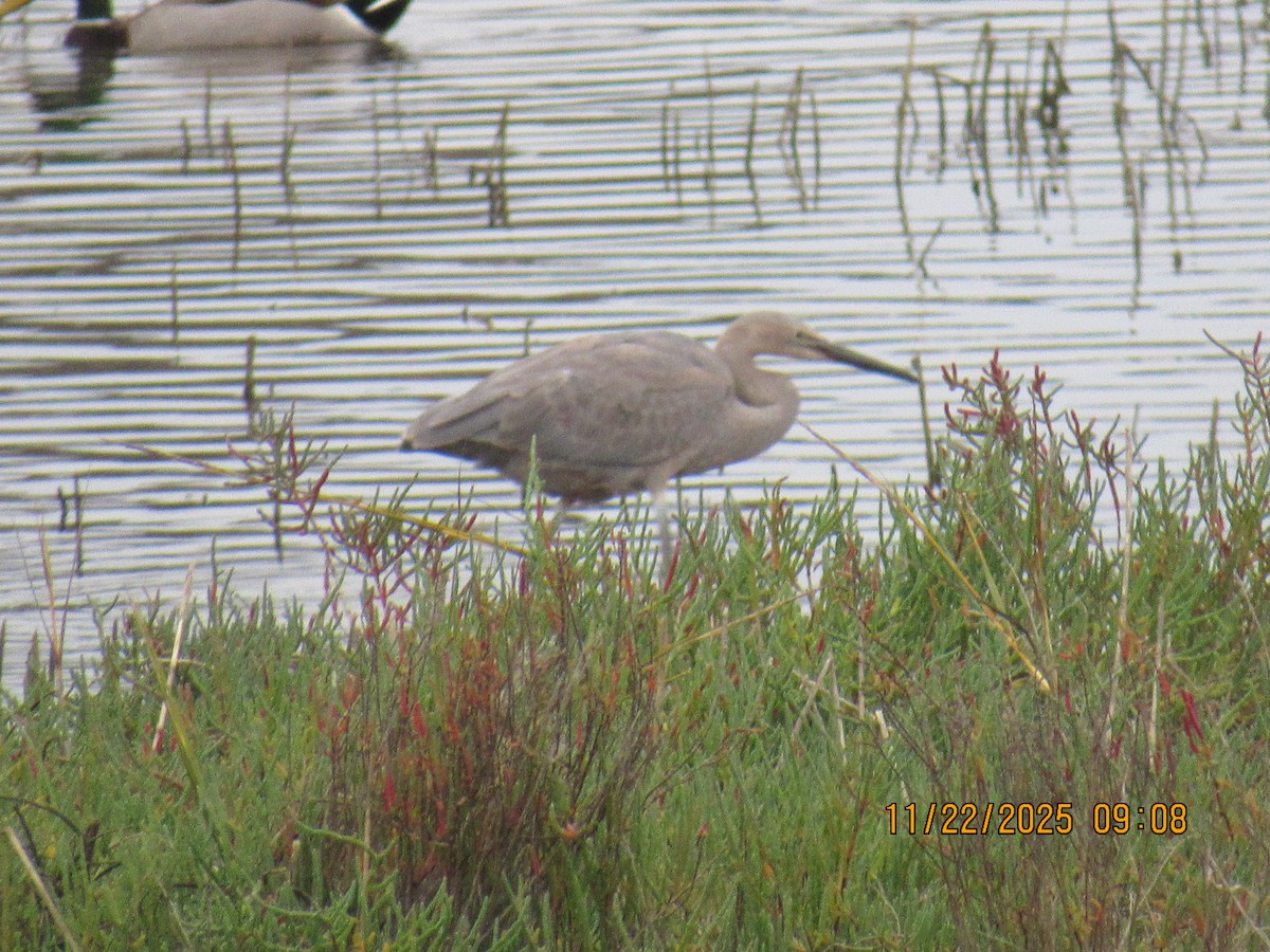 Reddish Egret - ML645666585