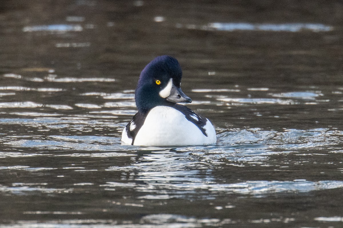 Barrow's Goldeneye - ML645666586