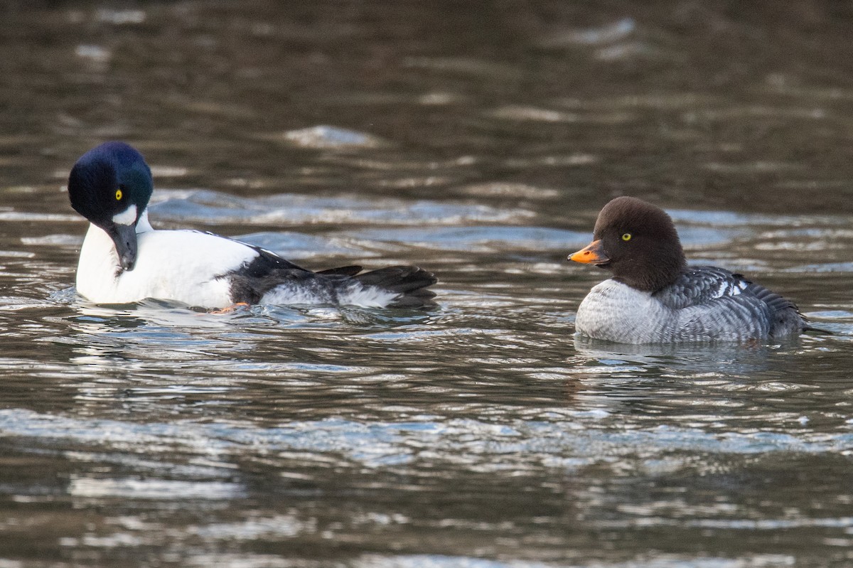Barrow's Goldeneye - ML645666591