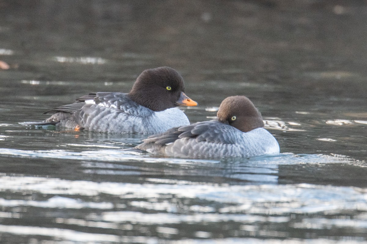 Barrow's Goldeneye - ML645666592