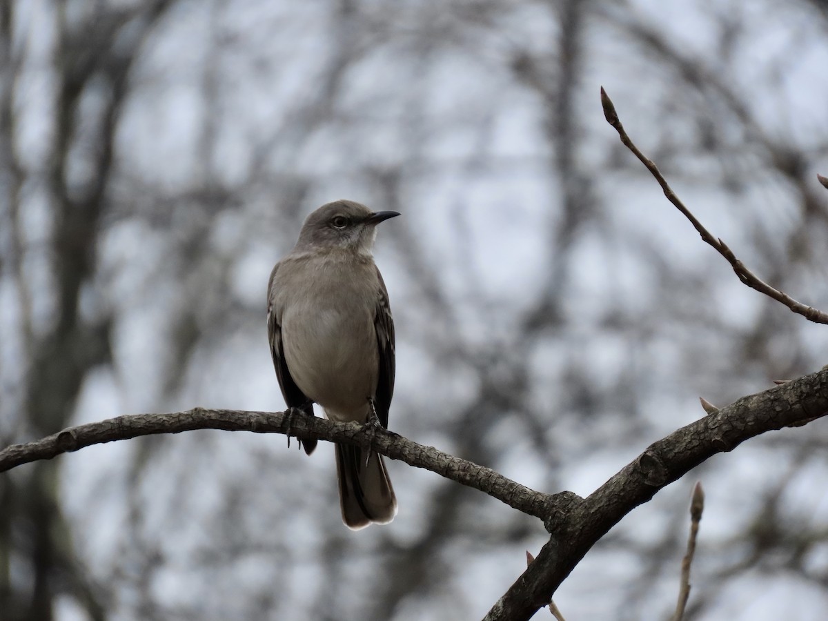 Northern Mockingbird - ML645666593