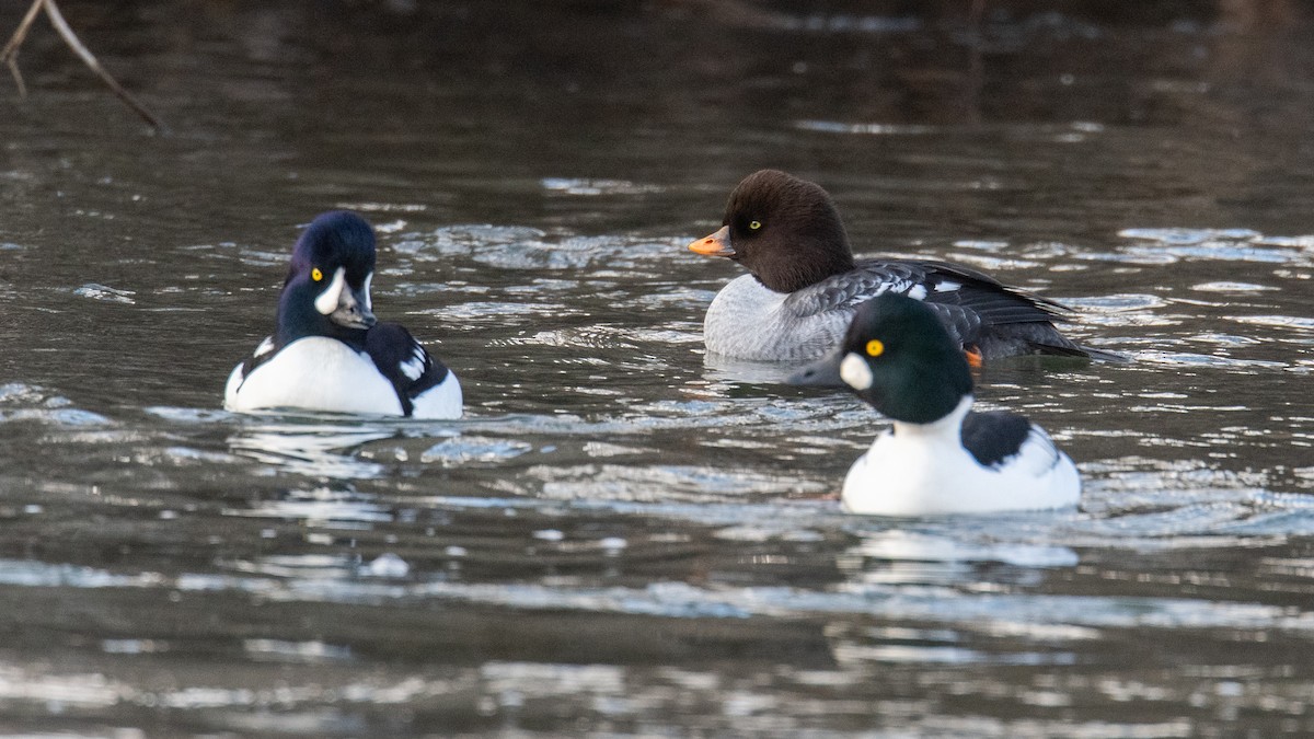 Barrow's Goldeneye - ML645666594