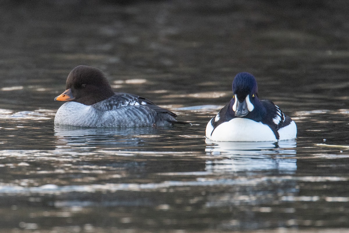 Barrow's Goldeneye - ML645666595