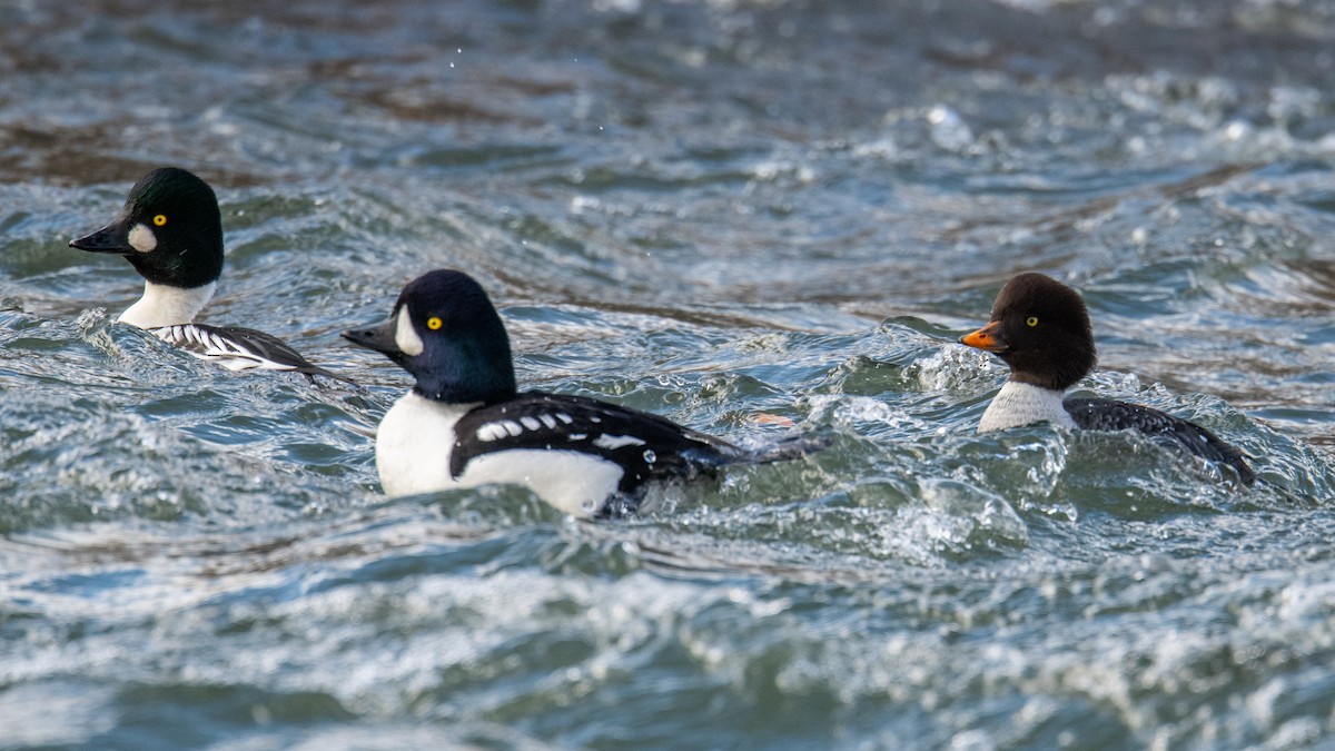 Barrow's Goldeneye - ML645666599