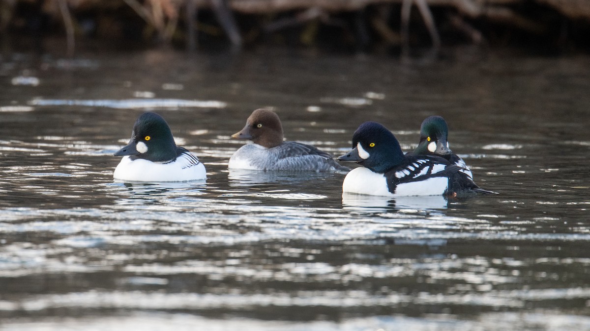 Barrow's Goldeneye - ML645666601