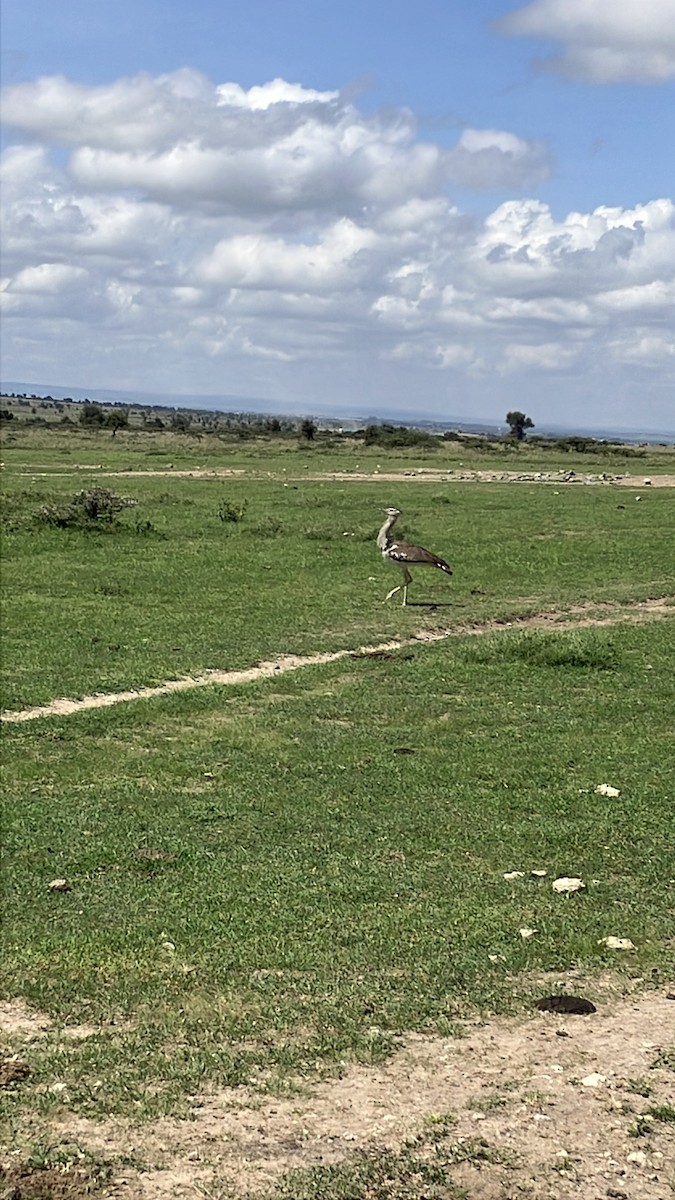 アフリカオオノガン - ML645666603