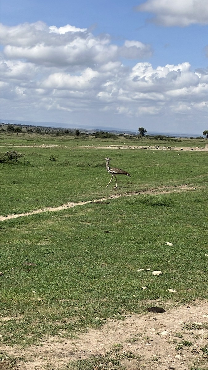 アフリカオオノガン - ML645666604