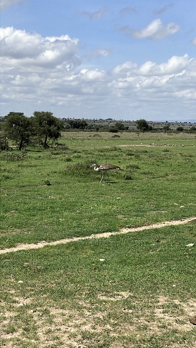 アフリカオオノガン - ML645666605