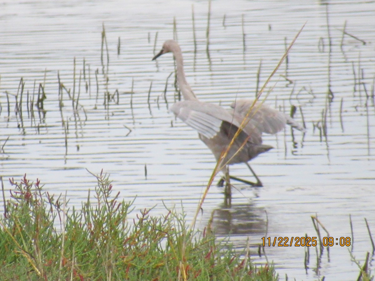 Reddish Egret - ML645666612