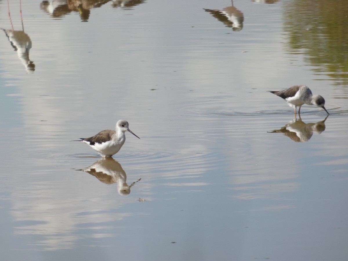 Zankaluze eurasiarra - ML645666622