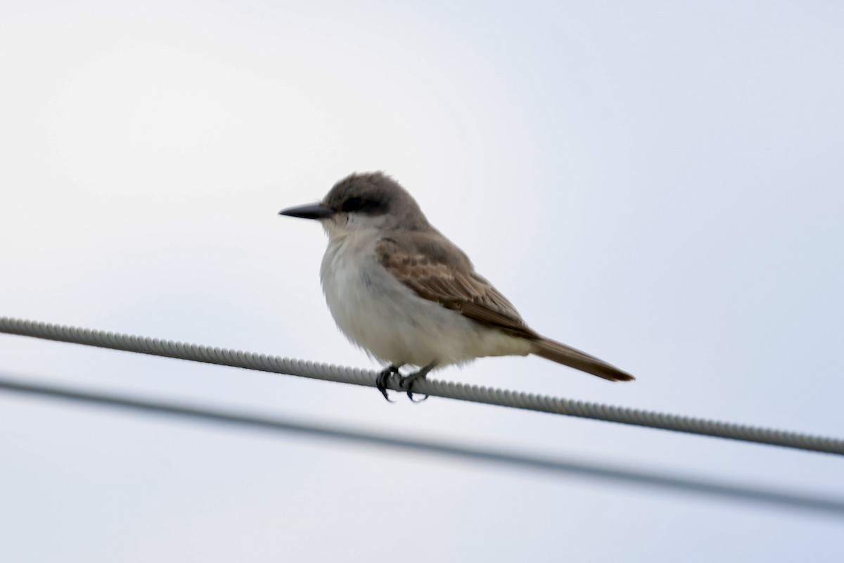 Gray Kingbird - ML645666626