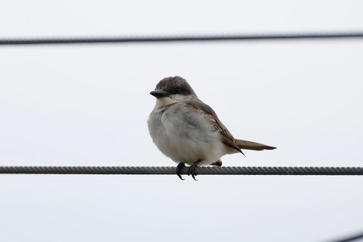 Gray Kingbird - ML645666627