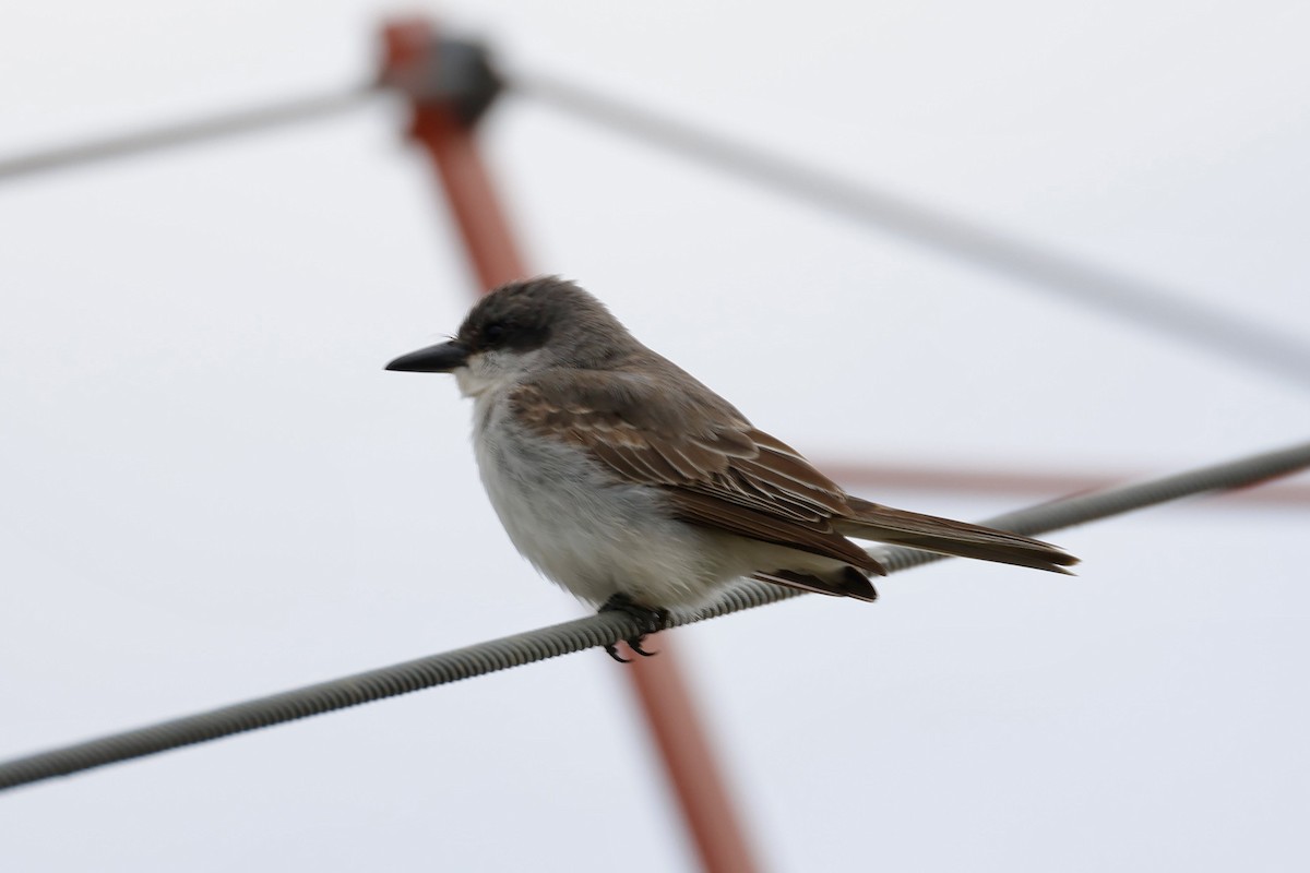 Gray Kingbird - ML645666628