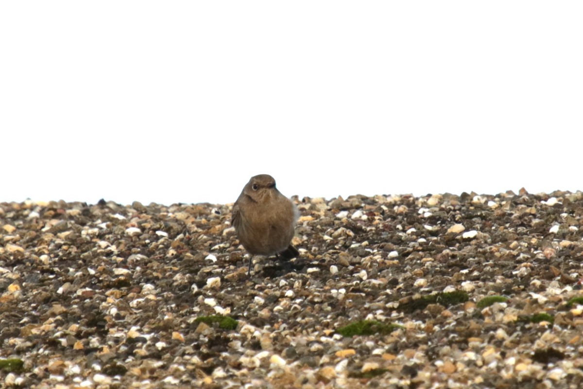 Black Redstart - ML645666631
