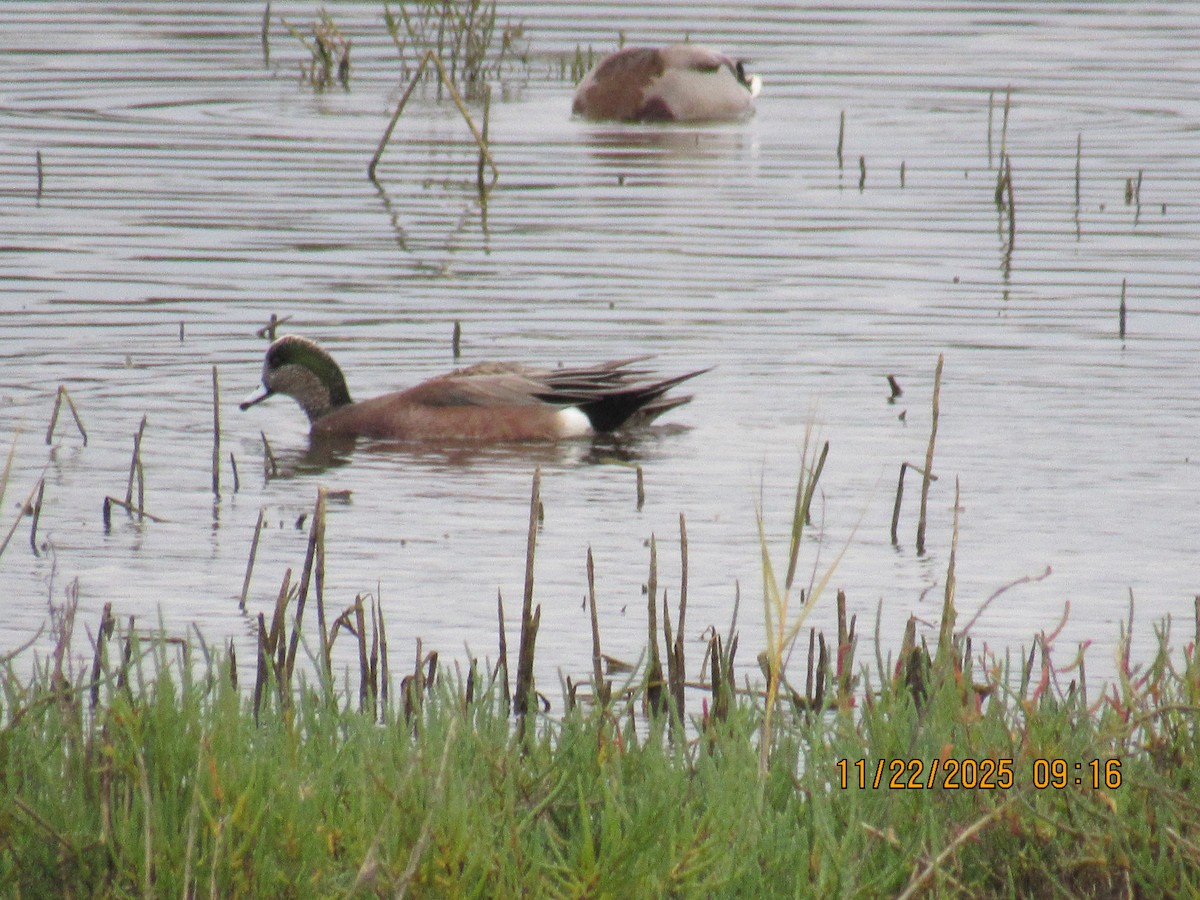 American Wigeon - ML645666645