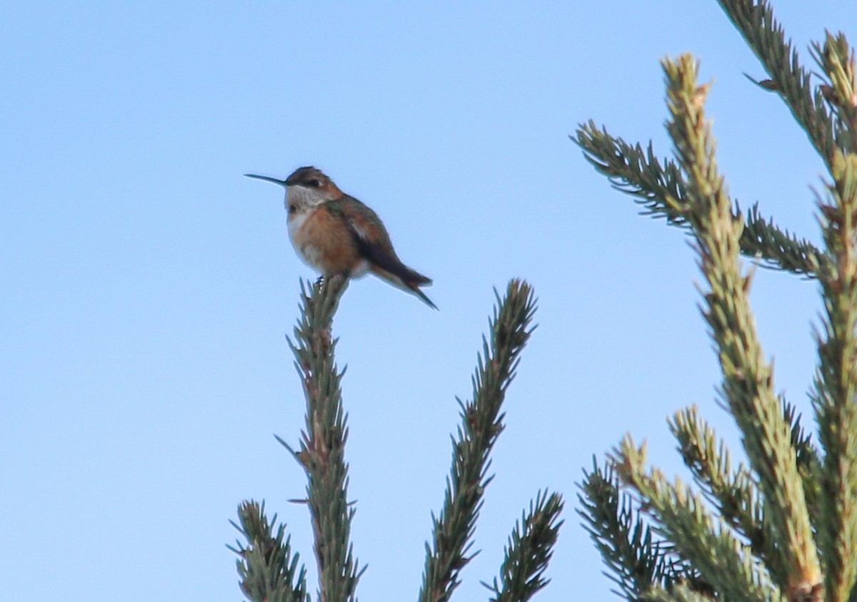 Rufous Hummingbird - ML645666690