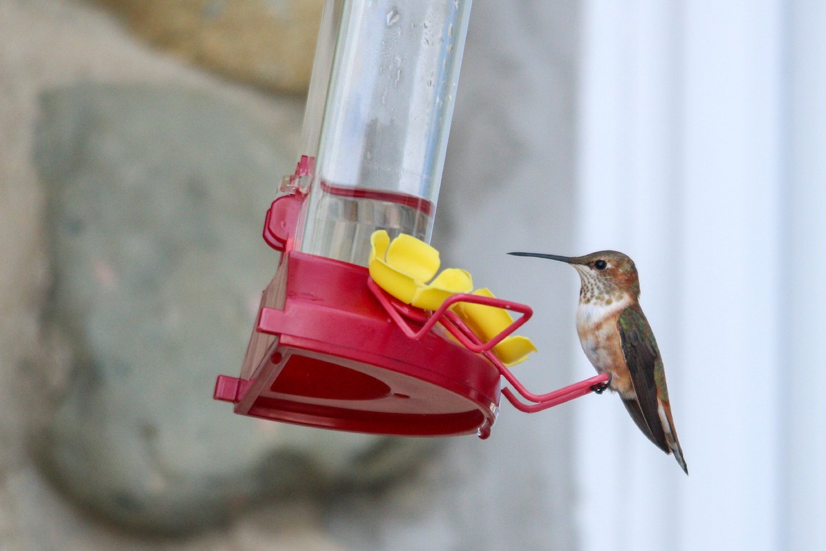 Rufous Hummingbird - ML645666701