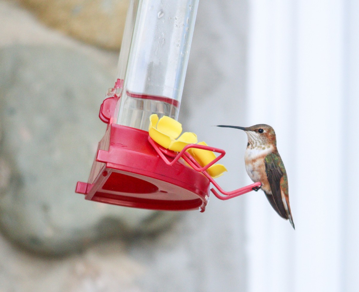 Rufous Hummingbird - ML645666723