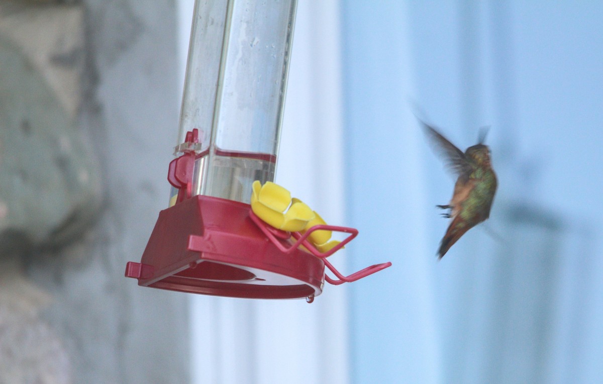 Rufous Hummingbird - ML645666729