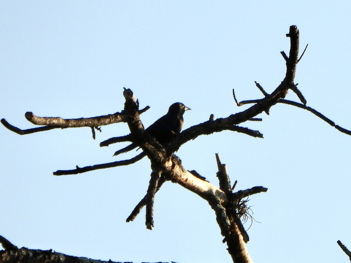 Purpurgrackel - ML645666732