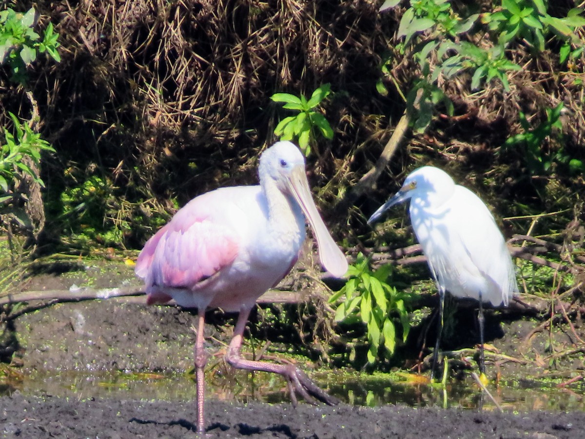 Roseate Spoonbill - ML645666756