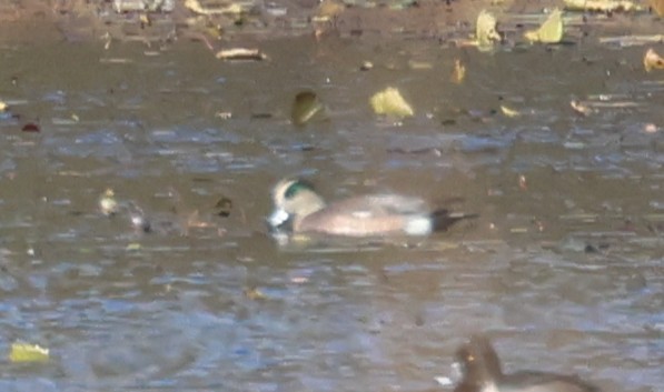 American Wigeon - ML645666759