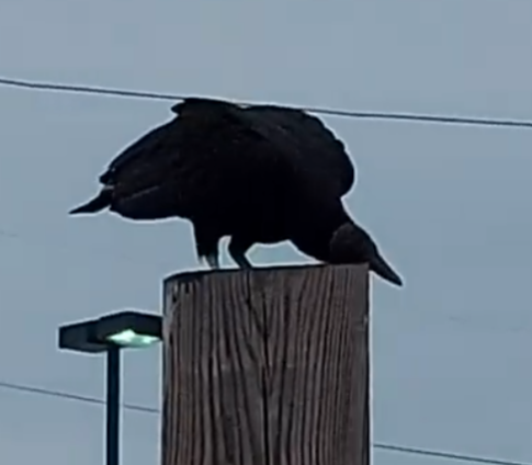 Black Vulture - ML645666761