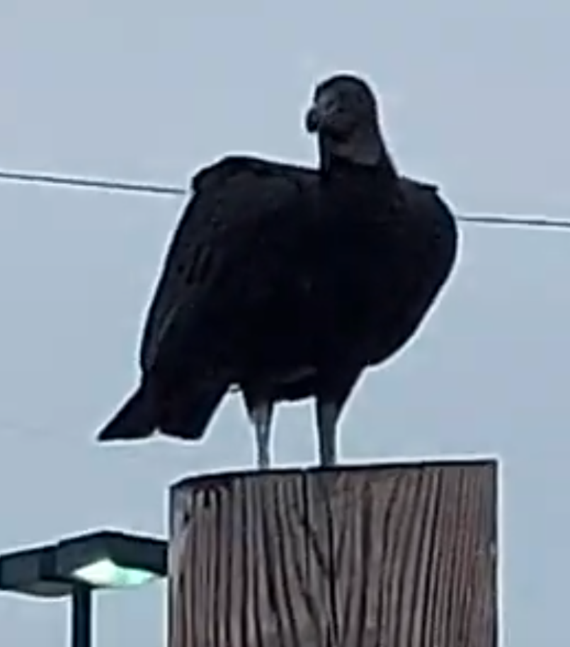 Black Vulture - ML645666762