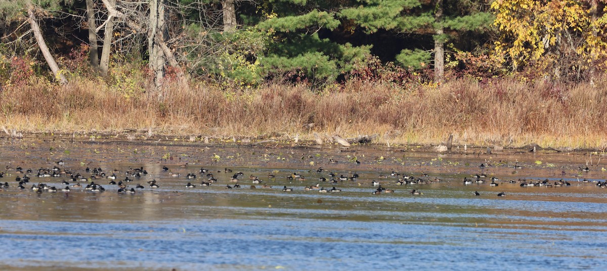 Ring-necked Duck - ML645666766