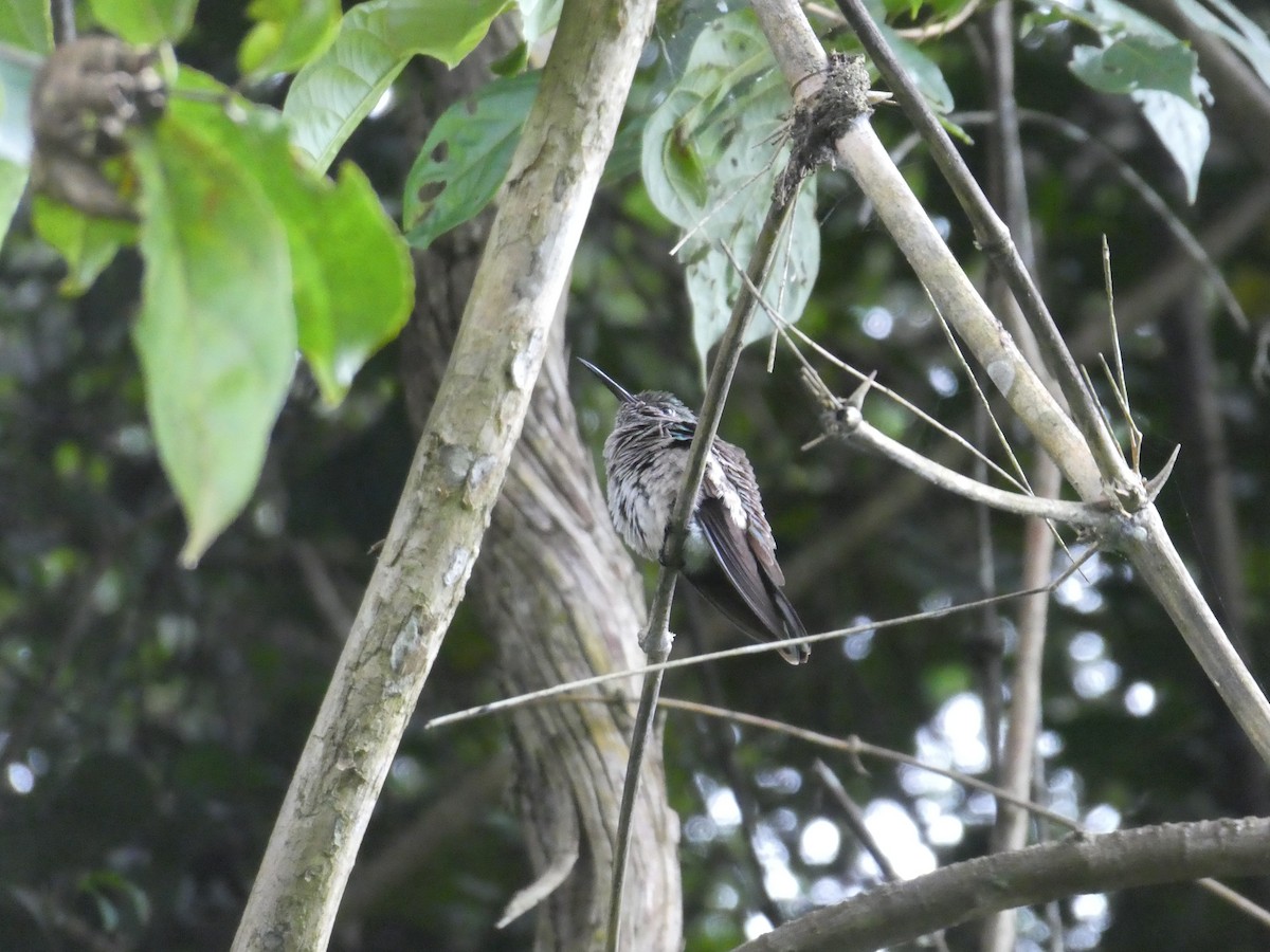 Scaly-breasted Hummingbird - ML645666767