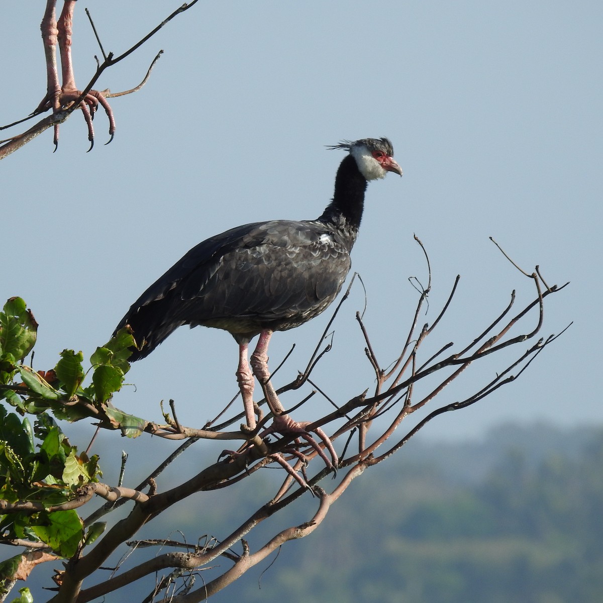 Northern Screamer - ML645666772