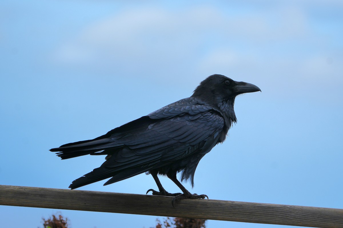 עורב שחור - ML645666773