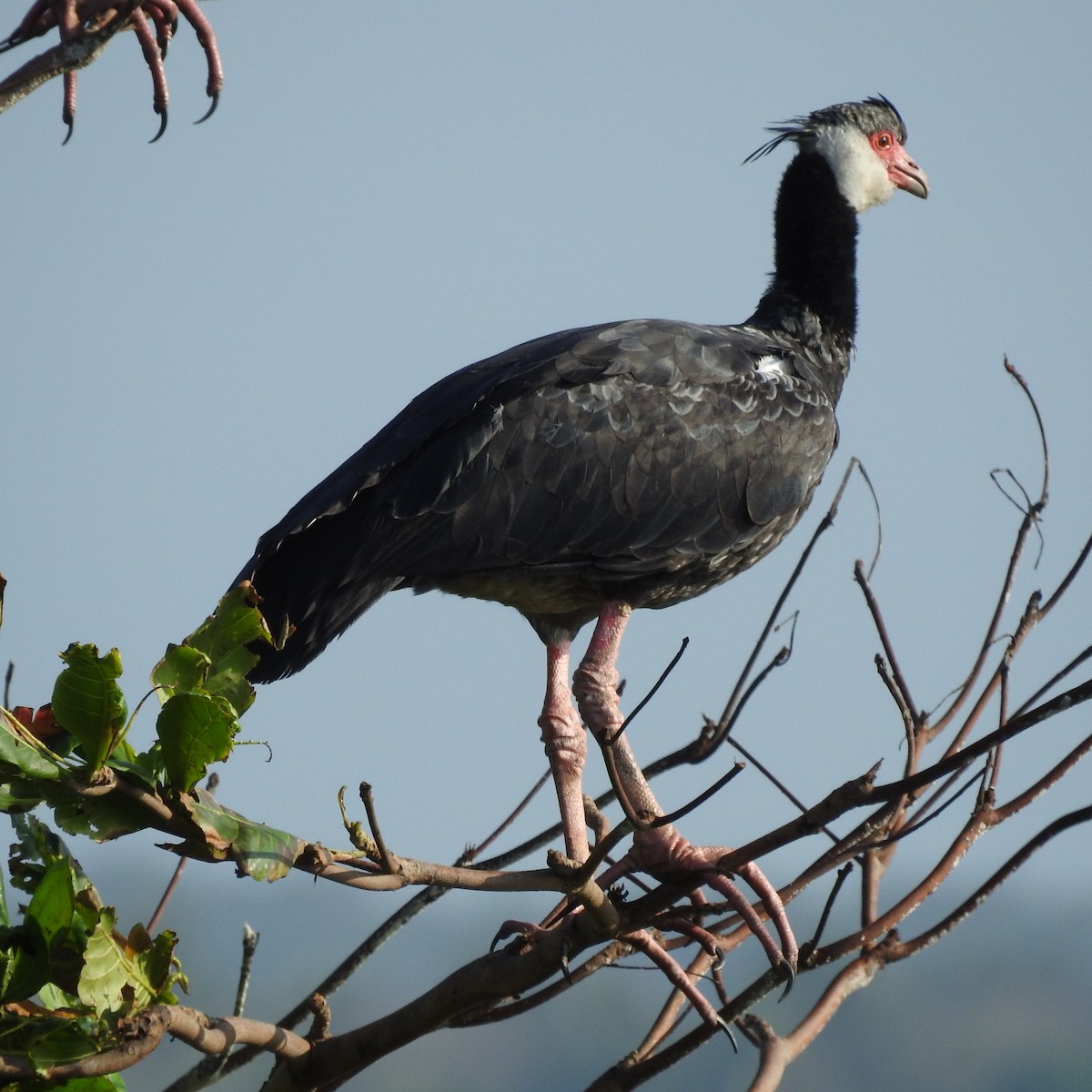 Northern Screamer - ML645666776