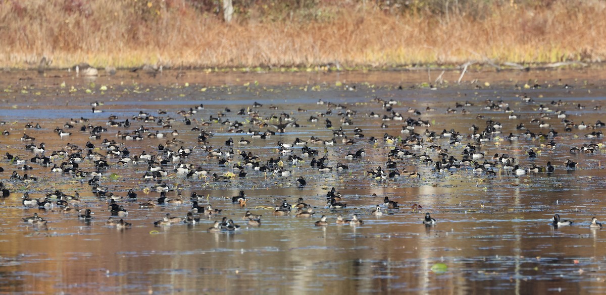 Ring-necked Duck - ML645666778