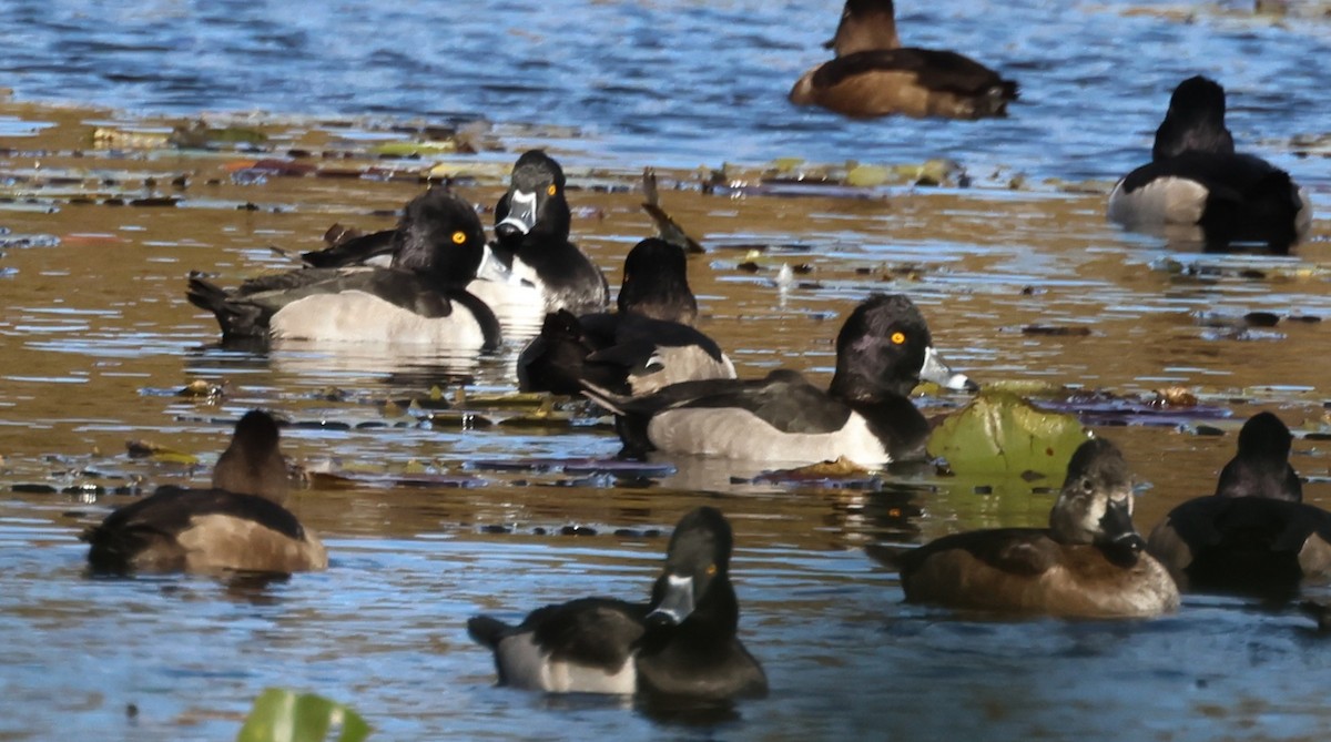 Ring-necked Duck - ML645666785