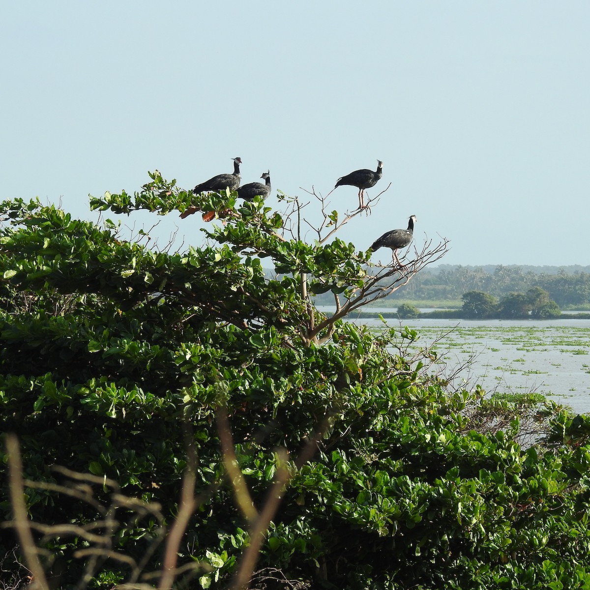 Northern Screamer - ML645666789