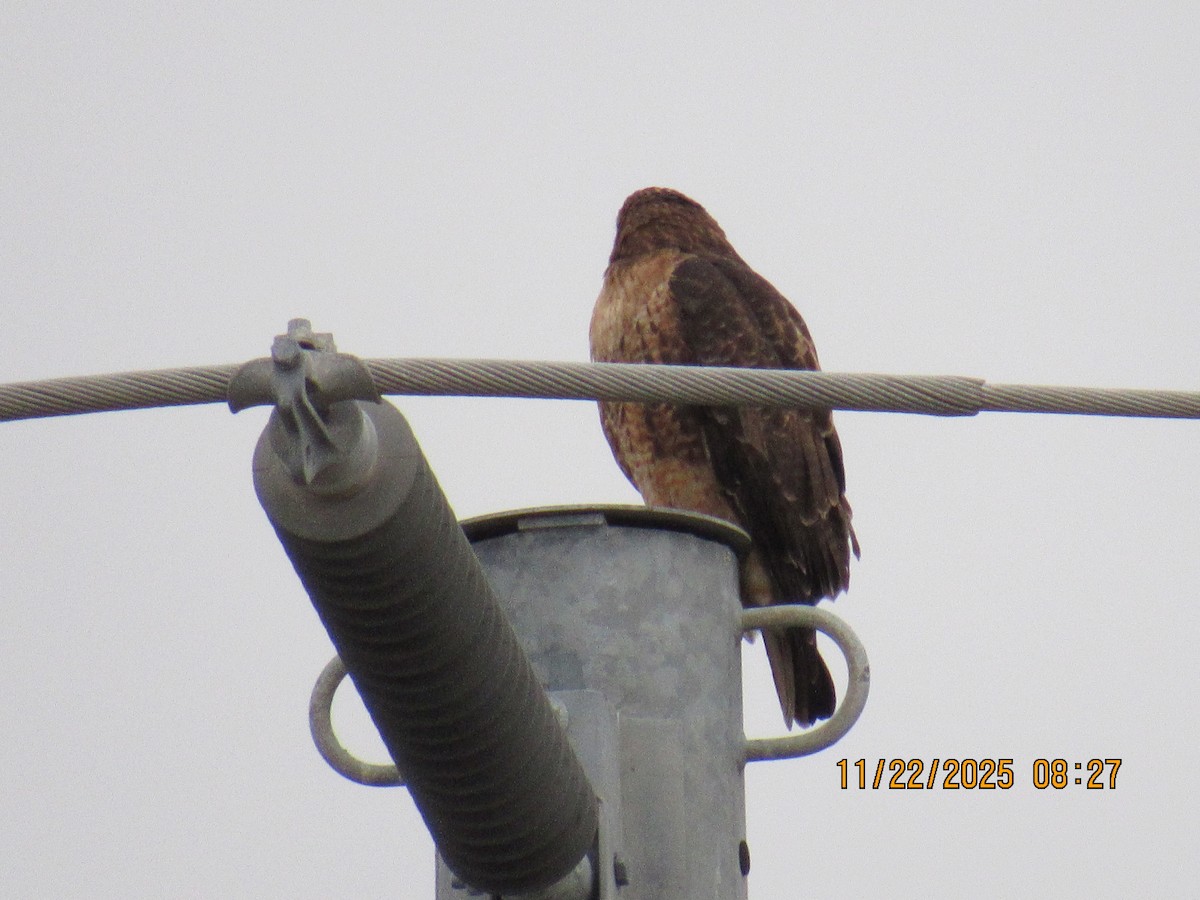Red-tailed Hawk - ML645666793