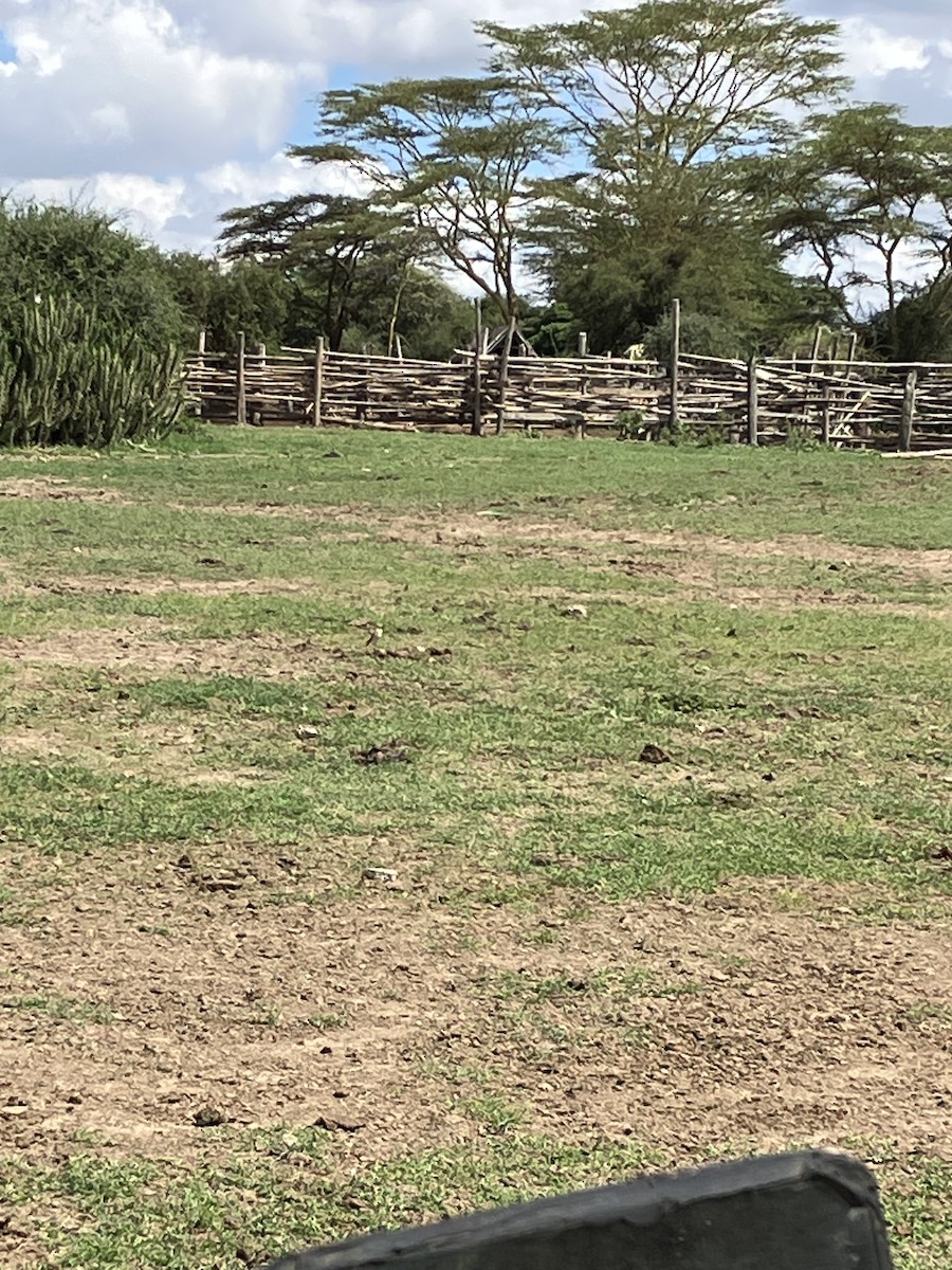 Fawn-colored Lark (Foxy) - ML645666794