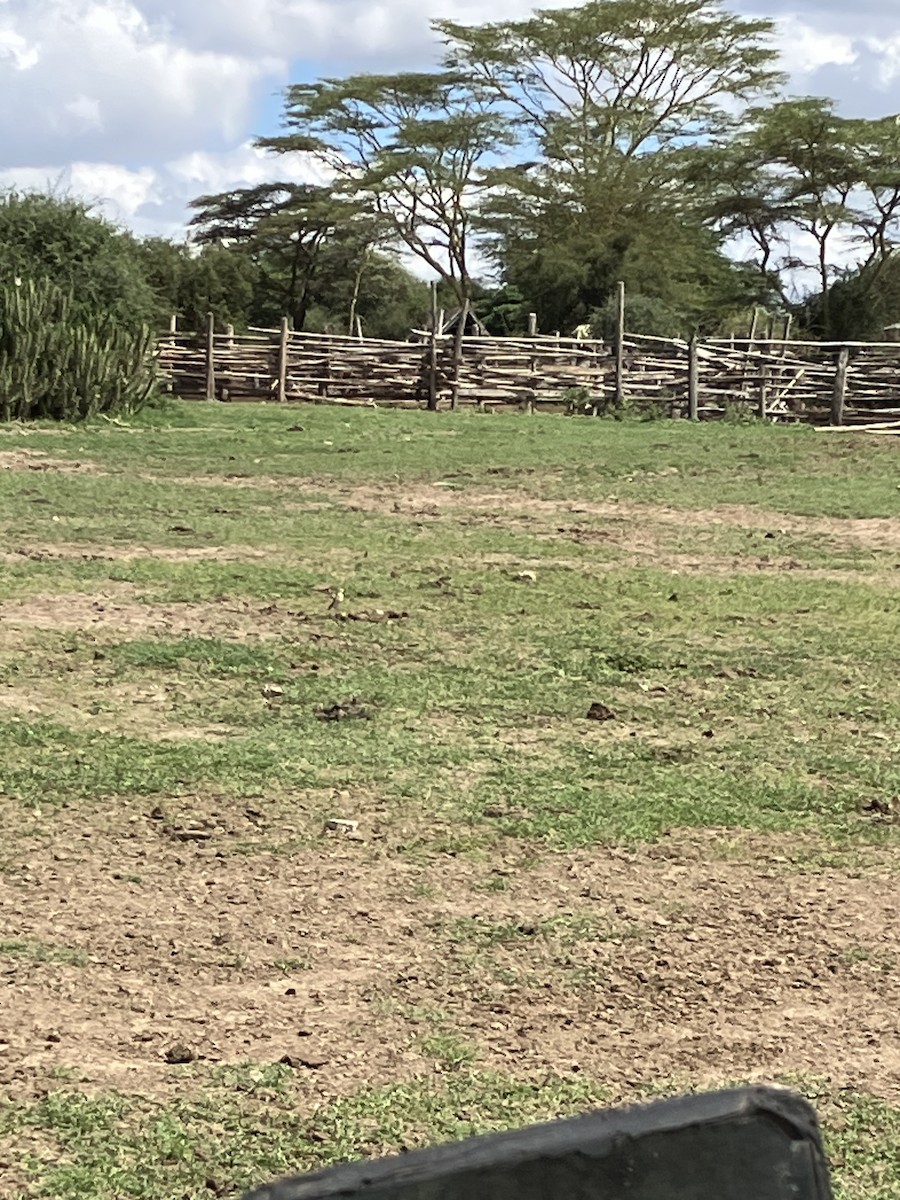 Fawn-colored Lark (Foxy) - ML645666795