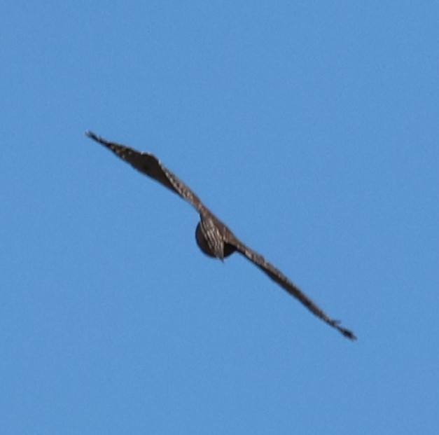 Red-shouldered Hawk - ML645666796