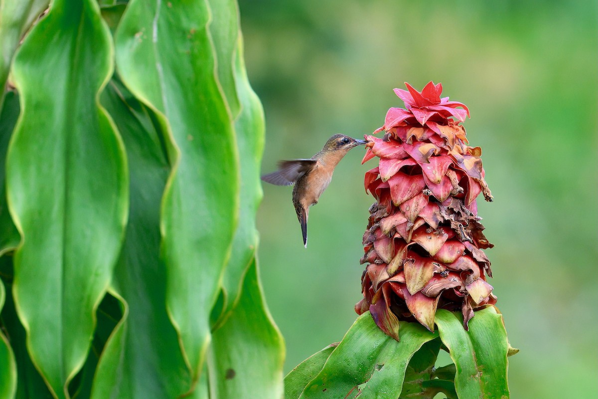 Bronzy Hermit - ML645666802