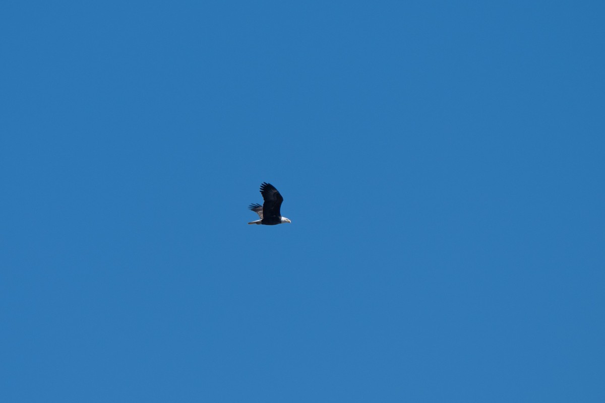 Bald Eagle - ML645666806